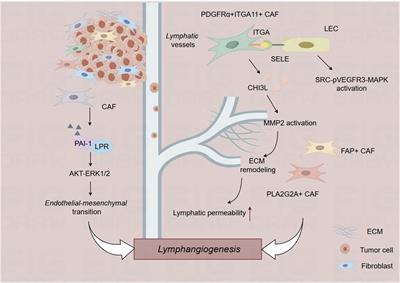 Cellular components of tumor microenvironment: understanding their role in lymphatic metastasis of tumors